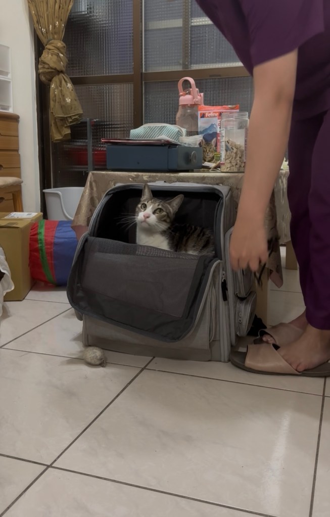 guruguru貓包訓練