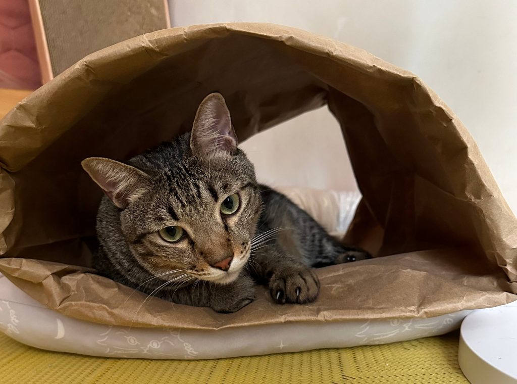 我找過 5 位貓行為諮詢師，整理給貓奴的實用比較指南